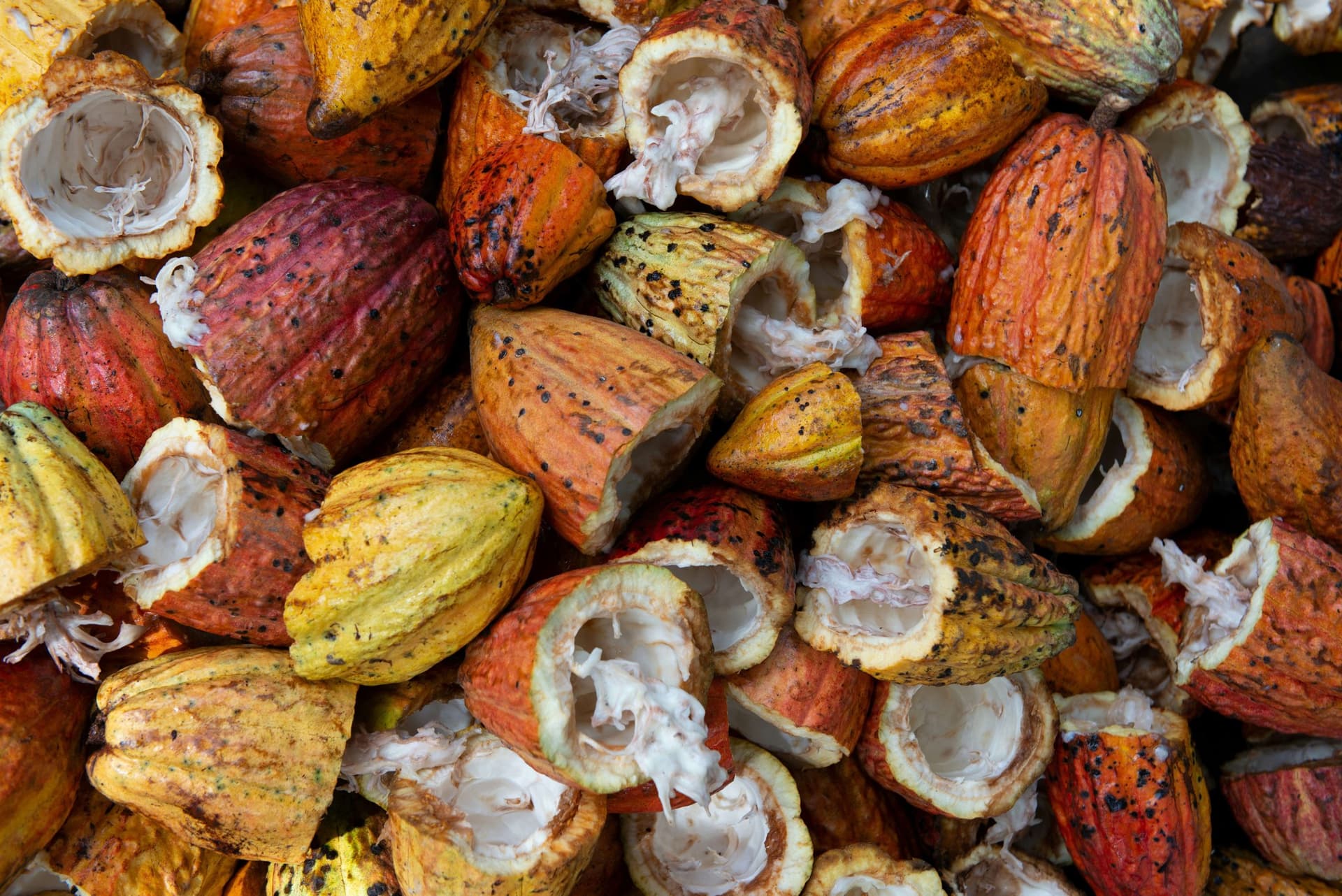 Cacao pods and beans