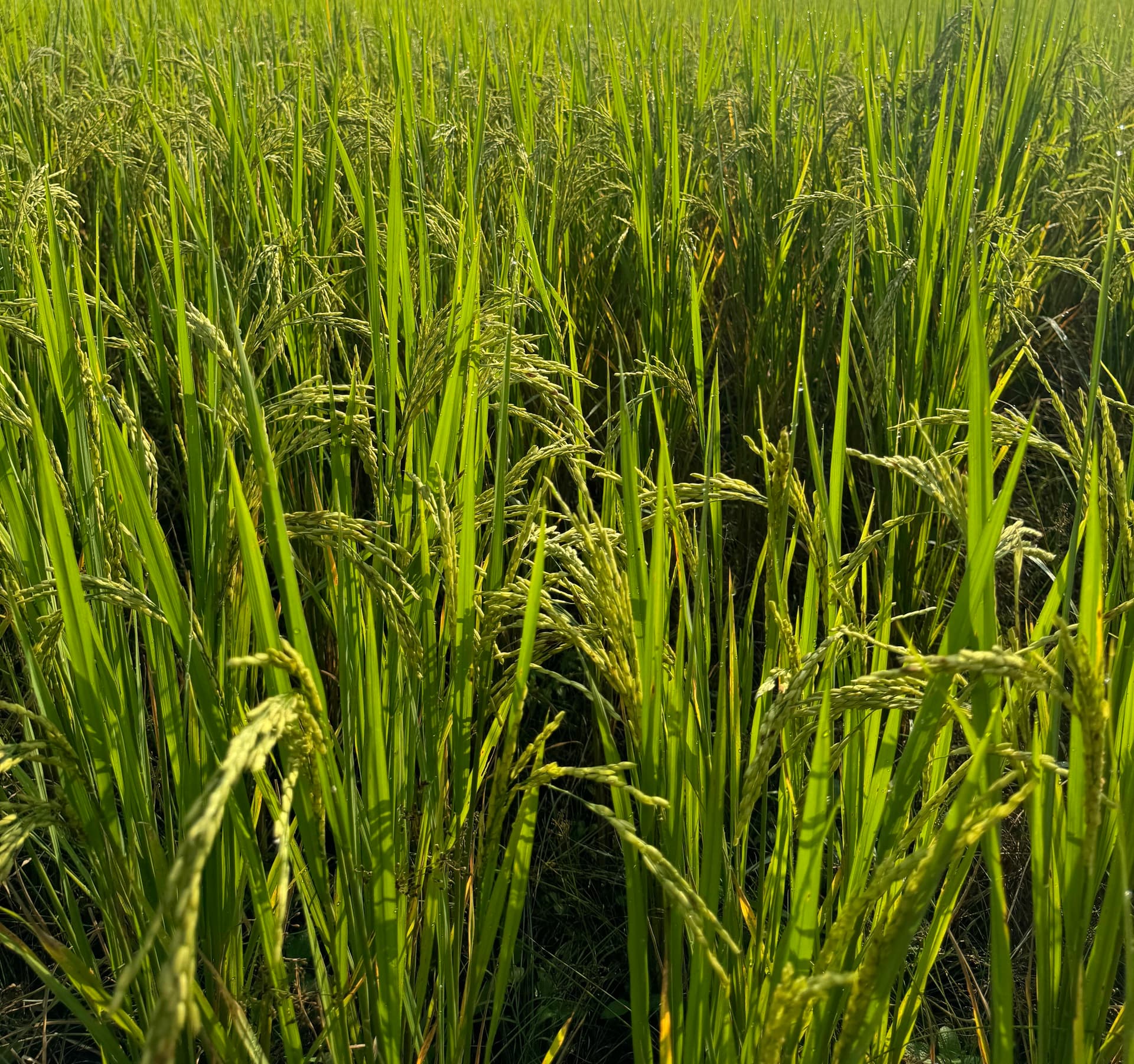 Sustainable farming landscape
